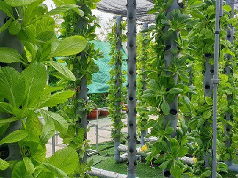 Sân 2.000m2 trên nóc chung cư biến thành khu vườn thượng uyển xanh mát mắt