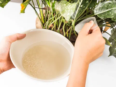 5 lợi ích bất ngờ từ nước vo gạo