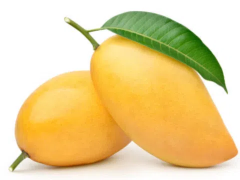 Quả xoài đực hay quả xoài cái ngon hơn?