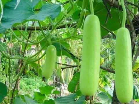 Thường xuyên ăn quả bầu có tác dụng gì?