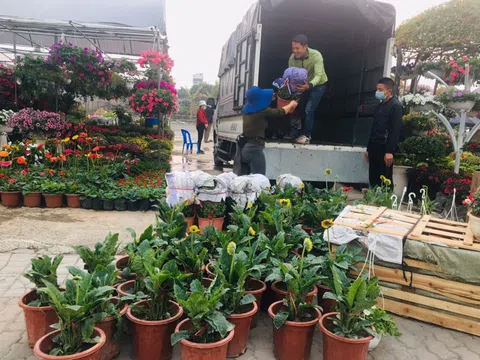 Hoa Tết, cây cảnh rộn ràng xuống phố